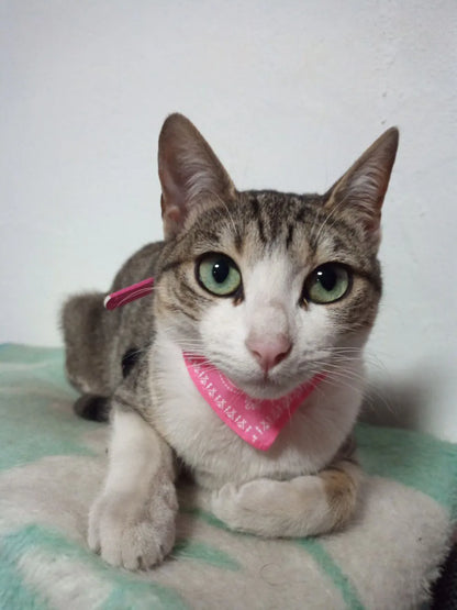 Adjustable Pet Puppy Cat Scarf Bandana Collar Neck Scarf For Small Dogs Kitten Saliva Towel PU Collar with Triangular Bandage