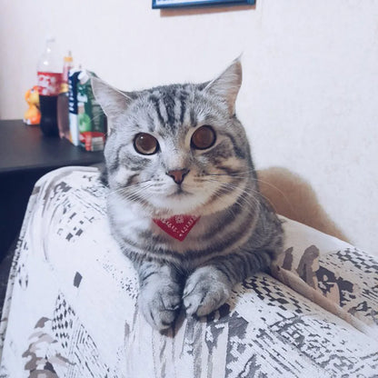 Adjustable Pet Puppy Cat Scarf Bandana Collar Neck Scarf For Small Dogs Kitten Saliva Towel PU Collar with Triangular Bandage