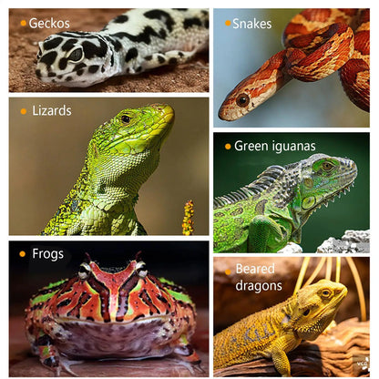 Reptile Escape Proof Feeding Dish Powder Reptile live food feeding bowl Transparent durable for Lizards chameleons iguanas