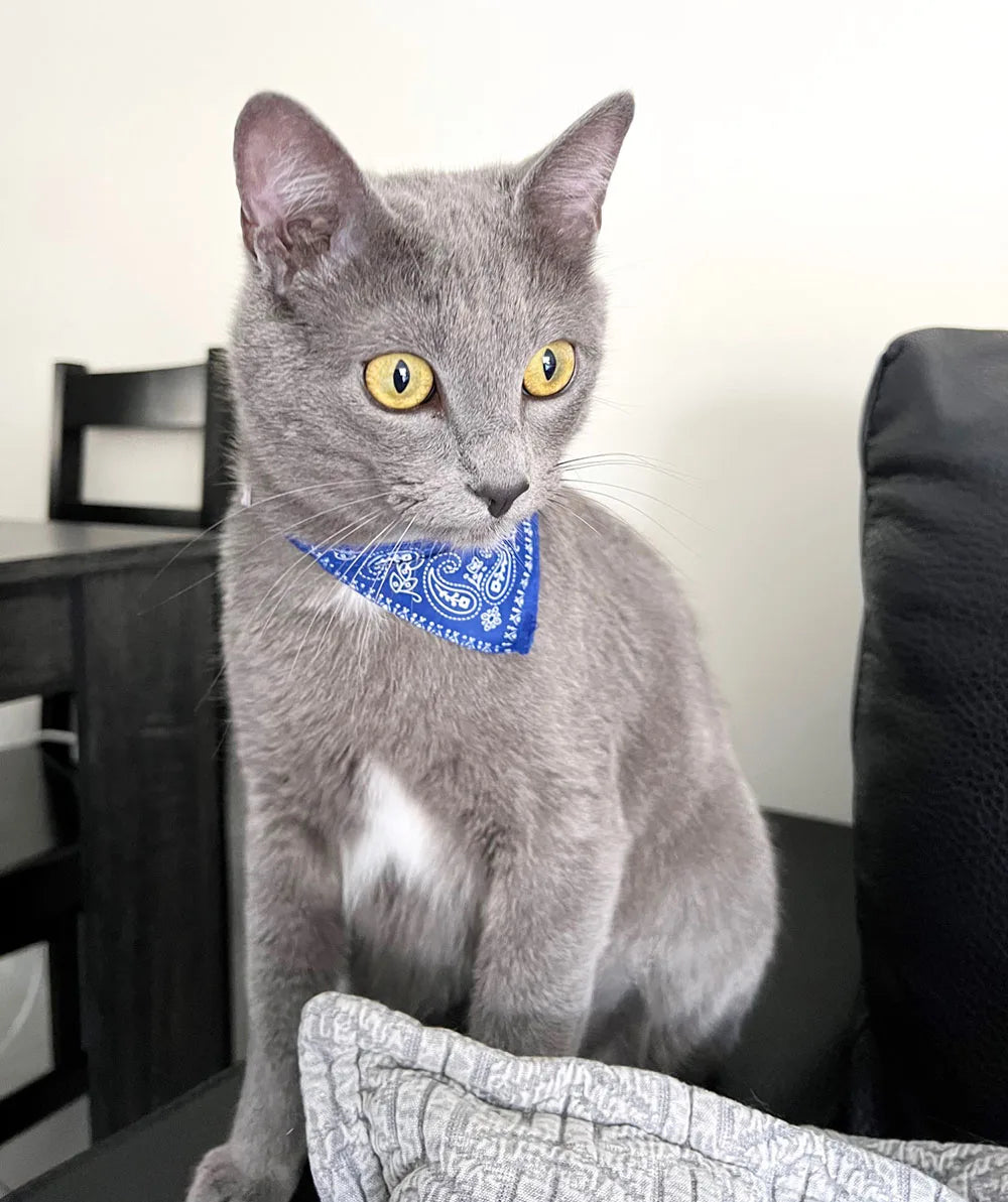 Adjustable Pet Puppy Cat Scarf Bandana Collar Neck Scarf For Small Dogs Kitten Saliva Towel PU Collar with Triangular Bandage