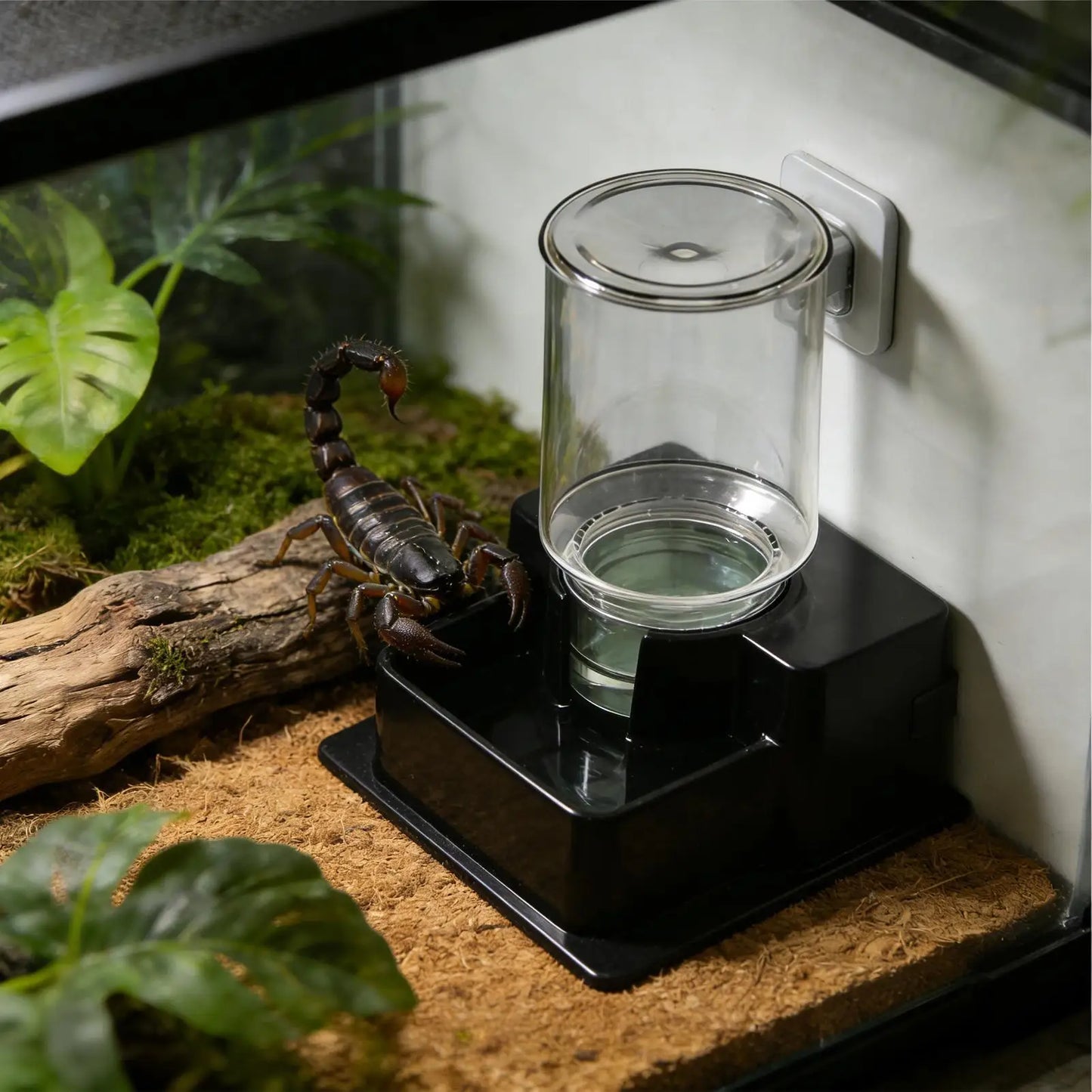 1pc Automatic Reptile Feeder Automatic Detachable Reptile Bowl Tortoise Water Dish Gecko Drink Dispenser For Lizard Chameleon