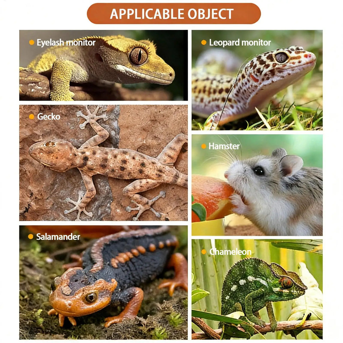 1pc Automatic Reptile Feeder Automatic Detachable Reptile Bowl Tortoise Water Dish Gecko Drink Dispenser For Lizard Chameleon