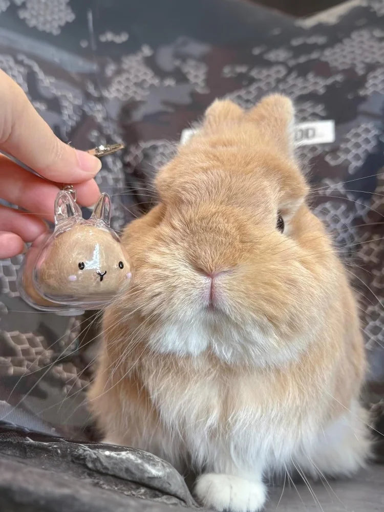 Cute Animal Rabbit Fur Organizer Keychain Bag Pendant Pet Souvenirs Cartoon Pet Hair Memorial Transparent Storage Box Keyring
