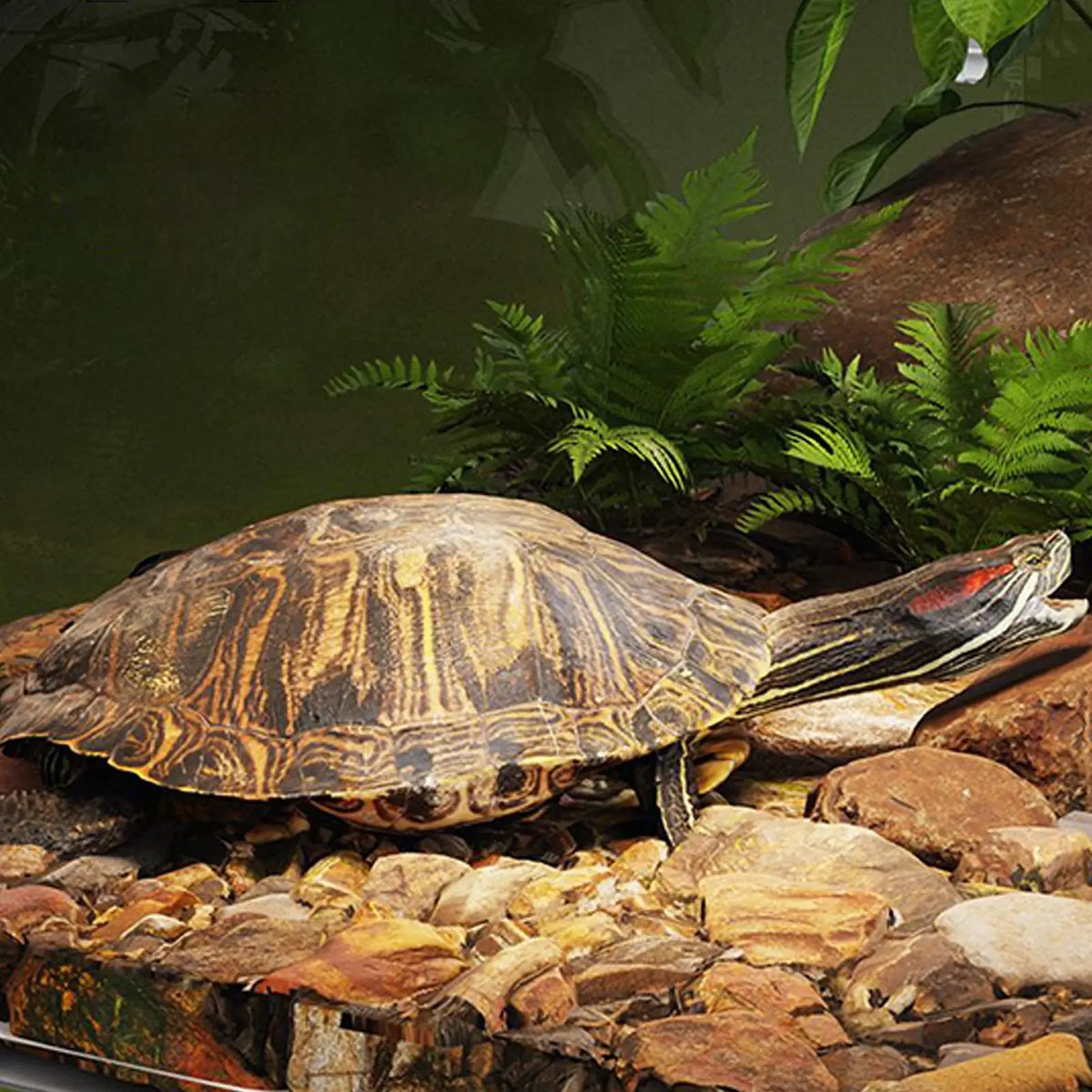 Over Tank Turtle Basking Land Anti-Slip Reptile Resting Land Animal Observation With Ramp Aquatic Terrapin Enclosure Cage