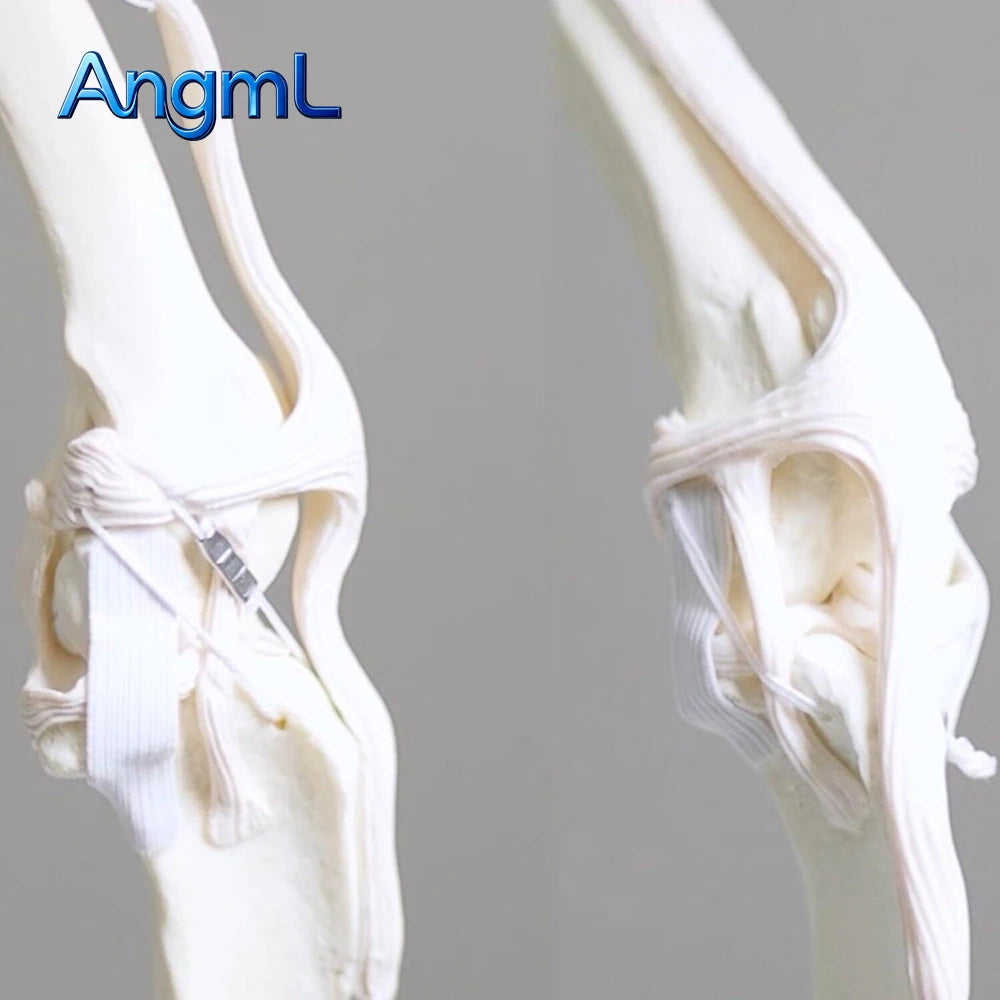 Pet Artificial Ligament System, Cruciate Ligament Repair, Break-Off Rivet Hip Dislocation, Animal Orthopedic Instruments