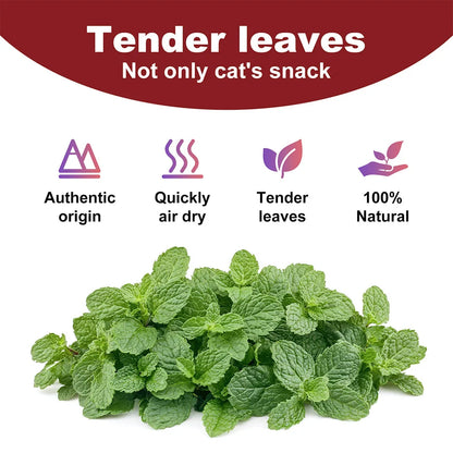 Pet's Cat Premium Catnip-56g Jar of High Potency Catnip,100% Natural & Chemical-Free,Safe for All Cat Ages