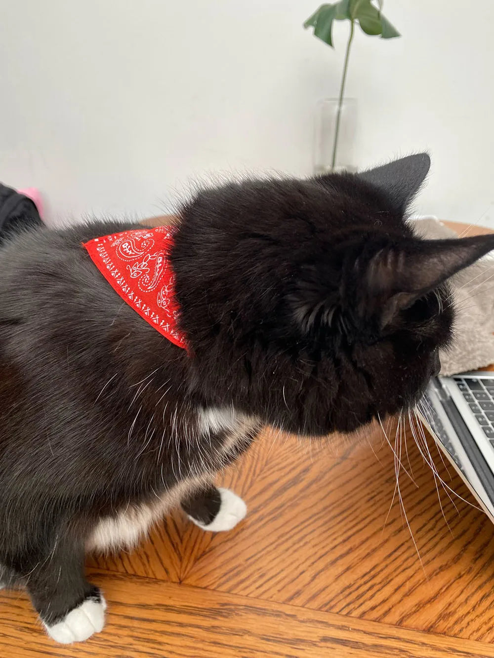 Adjustable Pet Puppy Cat Scarf Bandana Collar Neck Scarf For Small Dogs Kitten Saliva Towel PU Collar with Triangular Bandage