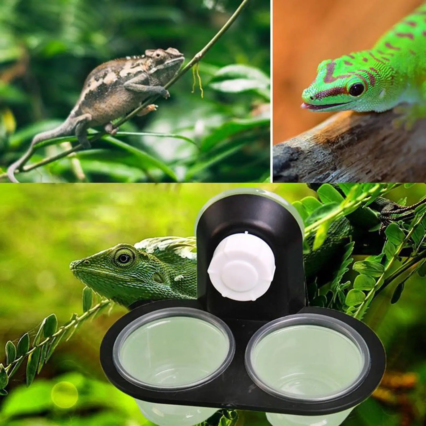 Reptile Tank Accessories Insect Spider Ants Nest Snake Gecko Food Water Feeding Bowl Terrarium Breeding Feeders Box Pets Supplie