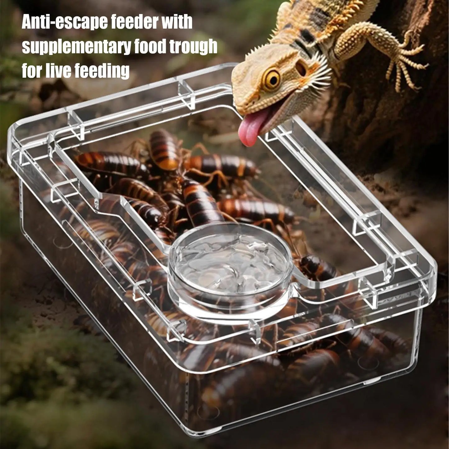 Reptile Escape Proof Feeding Dish Powder Reptile live food feeding bowl Transparent durable for Lizards chameleons iguanas