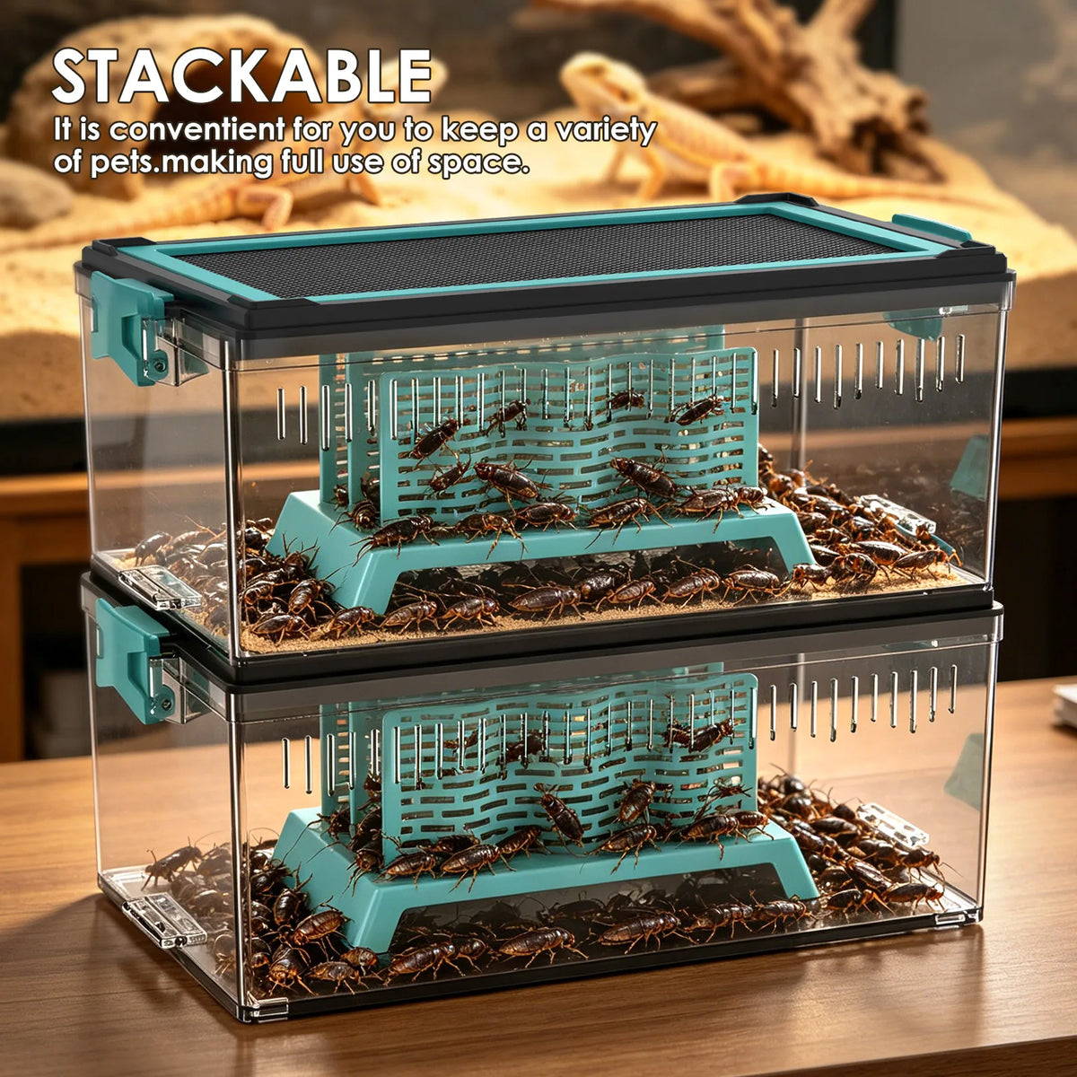 Live Feed Box Set for Bearded Dragons and Chameleons, Suitable for Raising Dubia Roaches and as a Small Reptile Enclosure