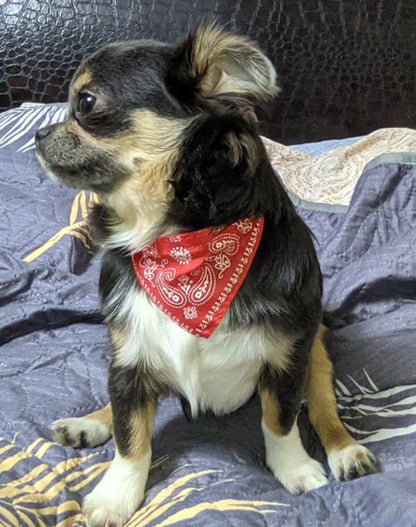 Adjustable Pet Puppy Cat Scarf Bandana Collar Neck Scarf For Small Dogs Kitten Saliva Towel PU Collar with Triangular Bandage