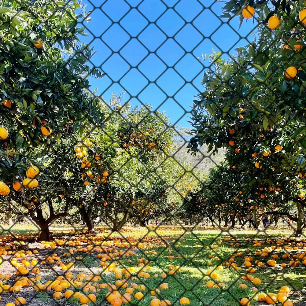Nylon Bird Net Anti Bird Catcher Netting Pond Fruit Tree Flower Garden Mesh Protective Chicken Coop Pest Control Tool Fishing Ne