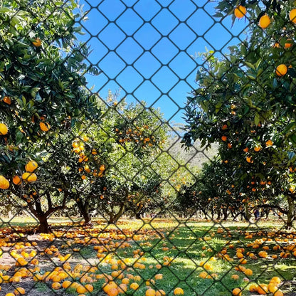 Nylon Bird Net Anti Bird Catcher Netting Pond Fruit Tree Flower Garden Mesh Protective Chicken Coop Pest Control Tool Fishing Ne