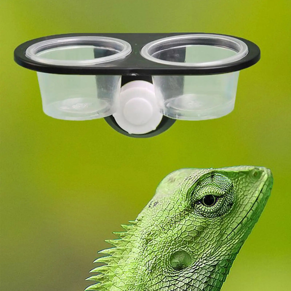 Reptile Tank Accessories Insect Spider Ants Nest Snake Gecko Food Water Feeding Bowl Terrarium Breeding Feeders Box Pets Supplie