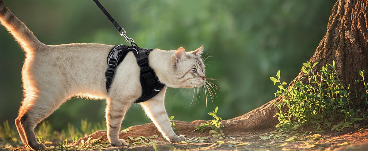 Adjustable Anti-Escape Small Cat Belt Kitten Harness Light Breathable Soft Pet Vest Wiring Harness Traction Belt Kitten Walking